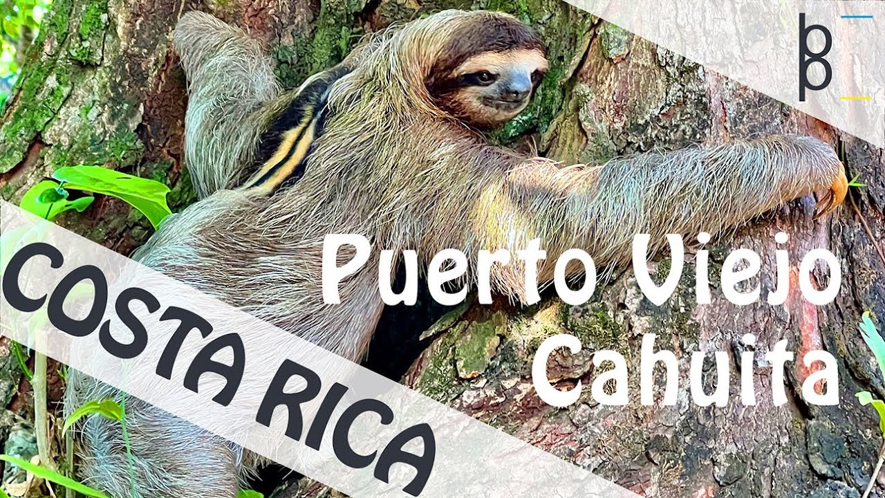 Puerto Viejo | Cahuita National Park 🇨🇷 Costa Rica 4K | Exploring Wildlife | Part 2