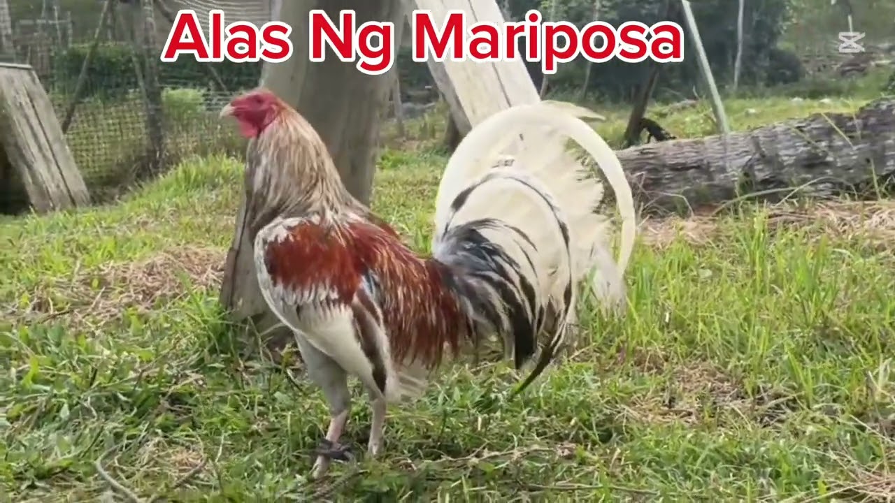Ang gaganda ng manok sa mini farm ko!!
