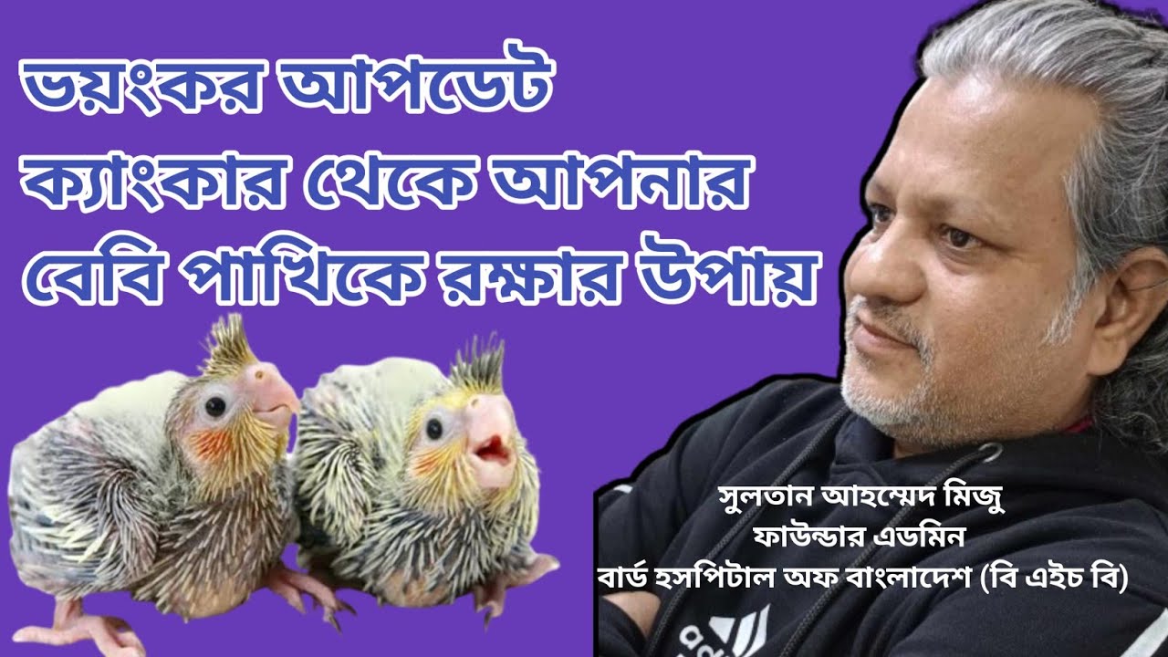 Update Canker Treatment For Baby Bird I কর্প ইনফেকশন থেকে বেবি পাখিকে বাঁচানোর একমাত্র চিকিৎসা।