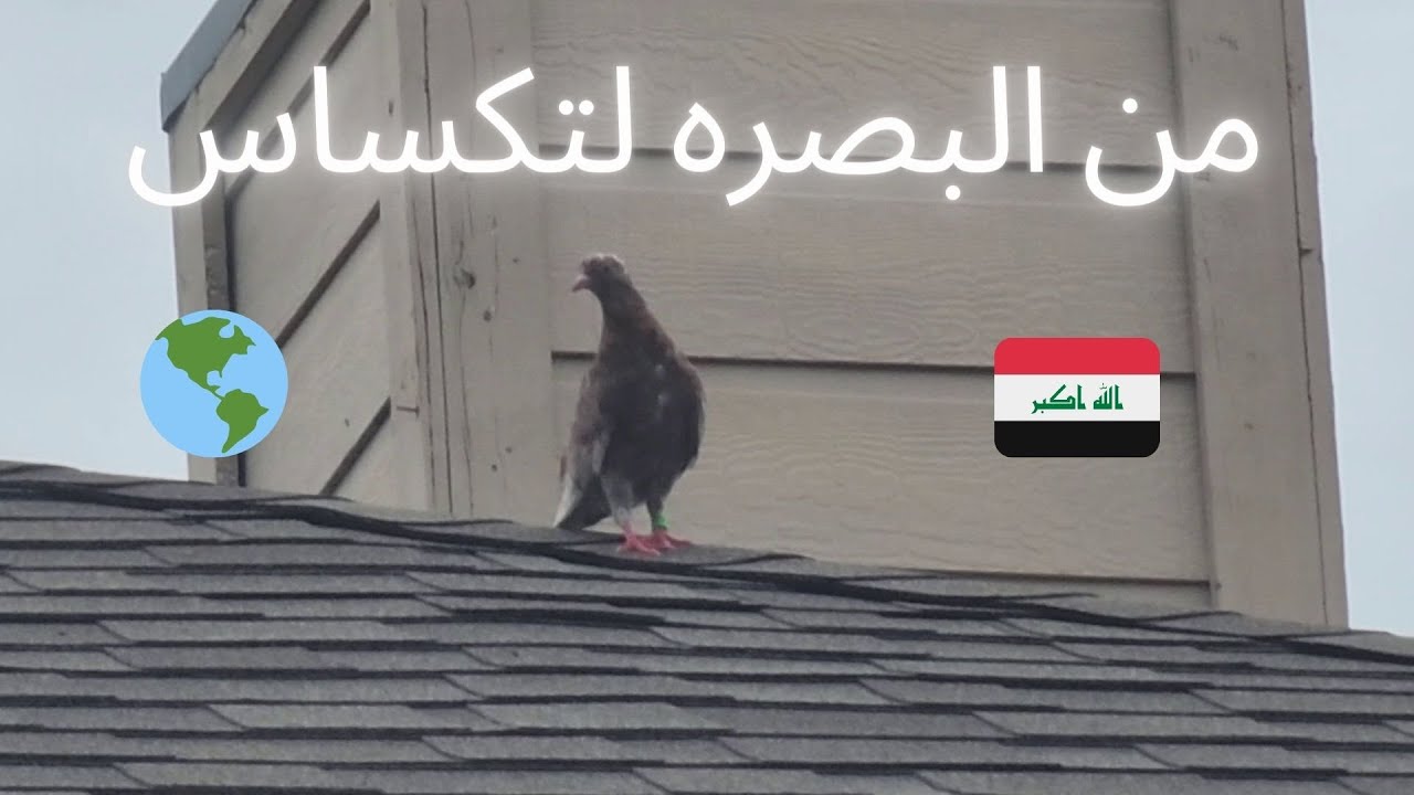يلوت اللوتي وحده بوحده الا شويه