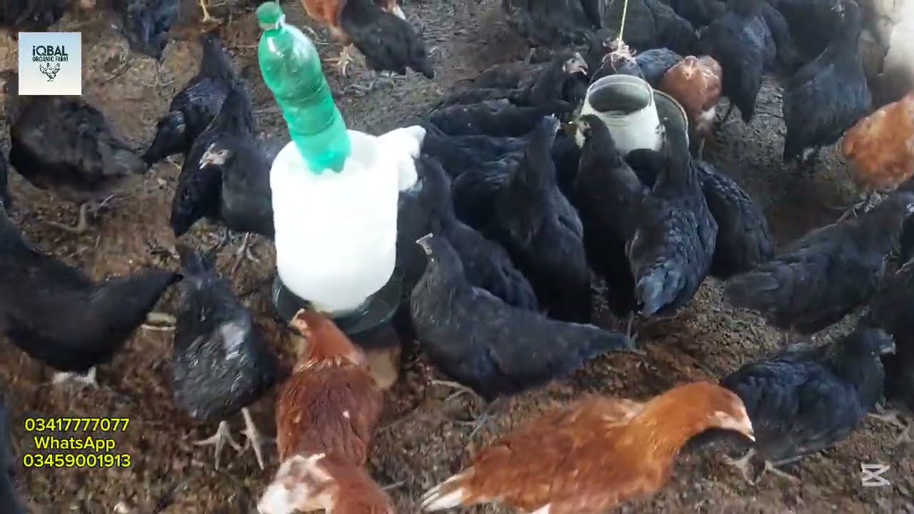 106 Days Lohman Hens for Sale/ Best Organic Egg Laying Breed/ Lohman Brown 