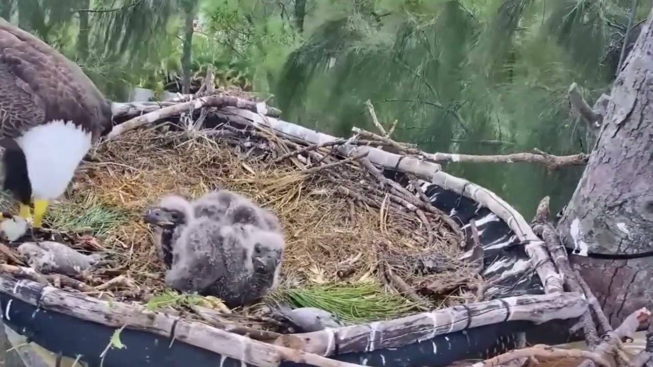 #eagle Nest E#08 mother birds feeding her chicks, parent birds brings food to feed their babies