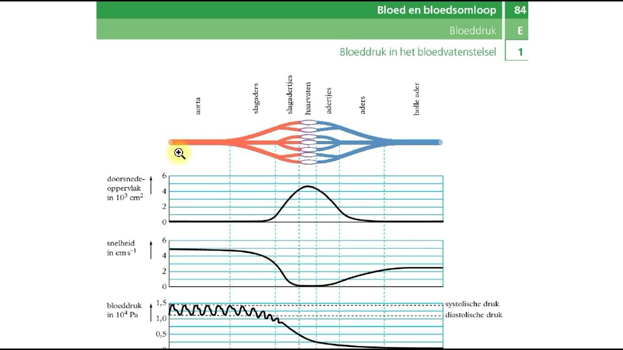 Binas tabellen - Bloedsomloop