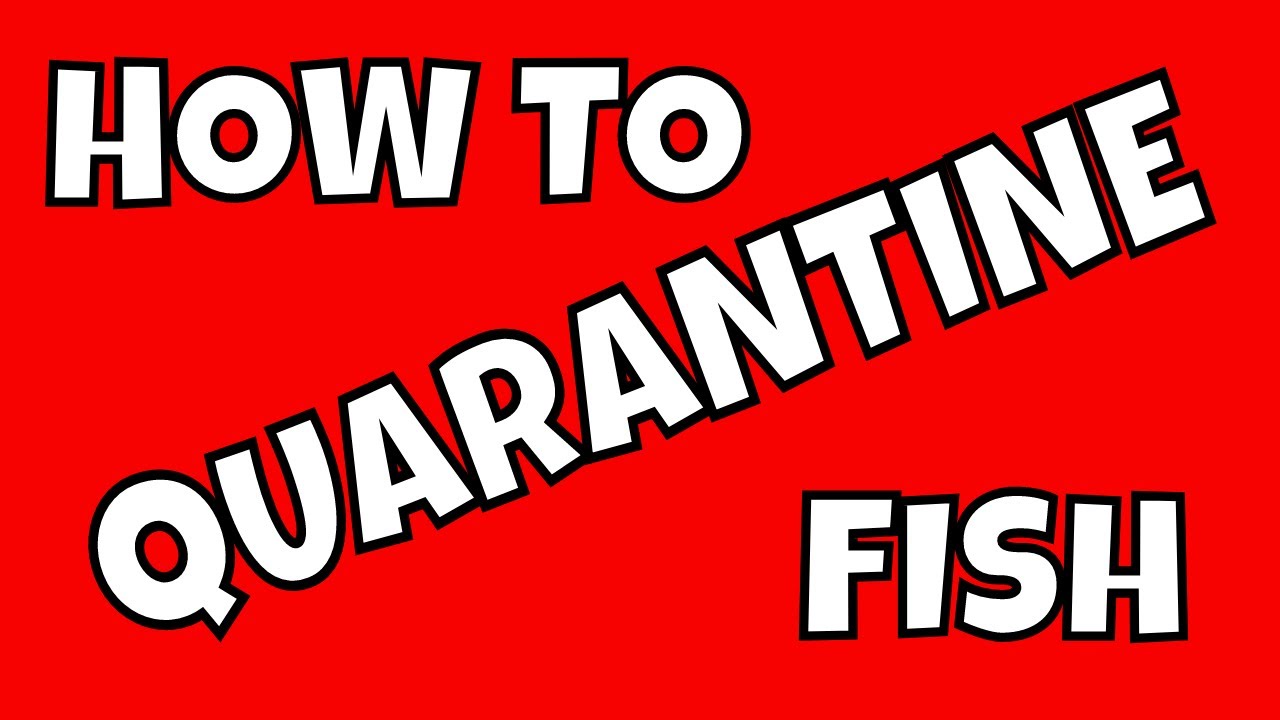 How to Quarantine New Fish