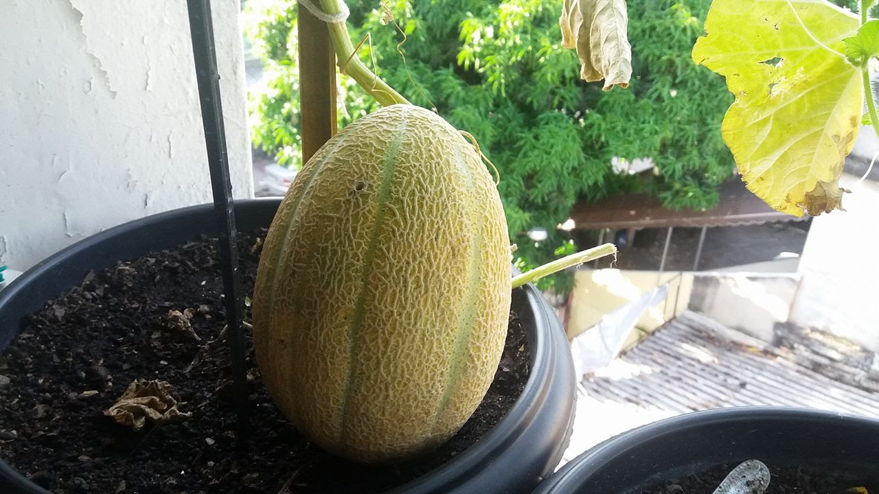 Colheita do Melão, 100% orgânico (Dicas,e Cuidados)