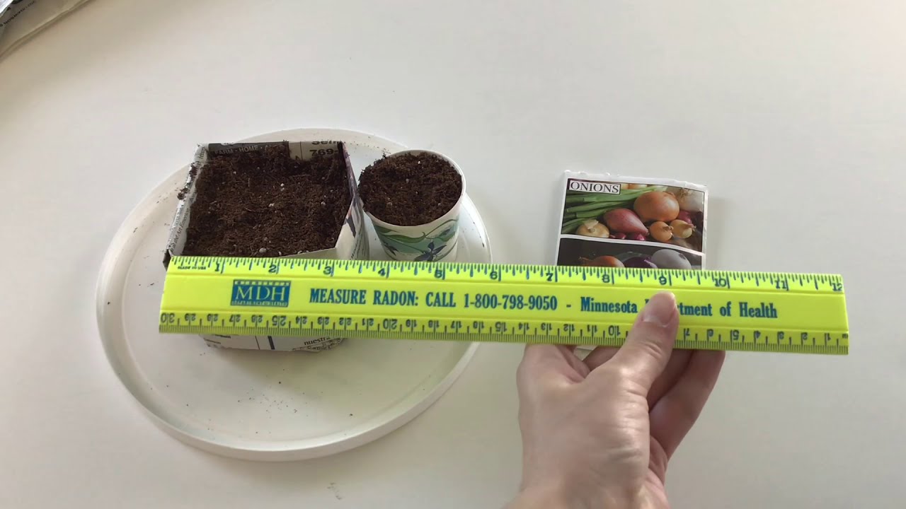 How to Make Seed Starting Pots From Newspaper (Starting Candy Onion Seeds)