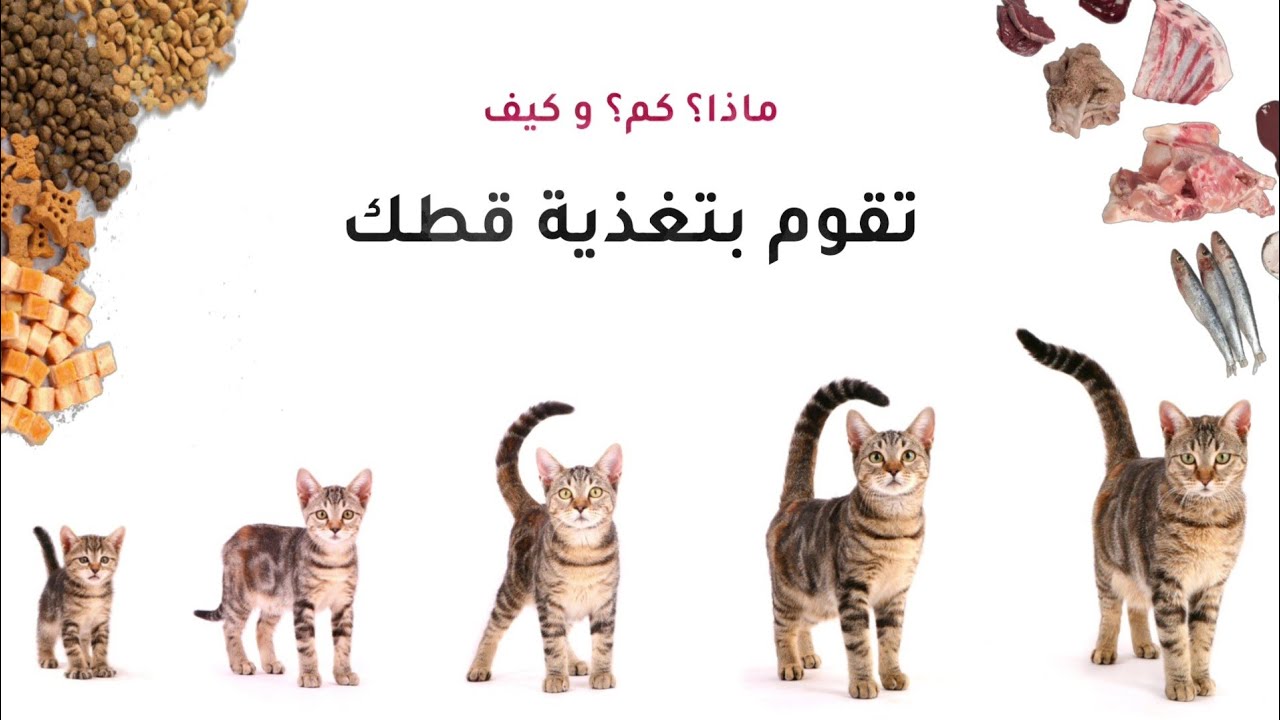 تغذية القطط من الولادة إلى السن المتقدم