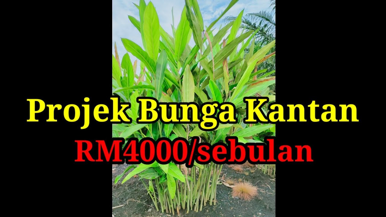 Projek Bunga Kantan Cipta RM4000 Sebulan