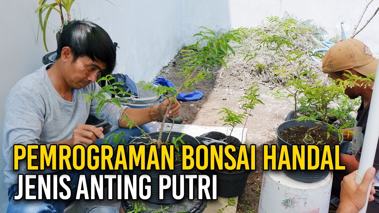 PEMROGRAMAN BONSAI ANTING PUTRI HANDAL | PROGRAMMING BONSAI TREE WRIGHTIA RELIGIOSA