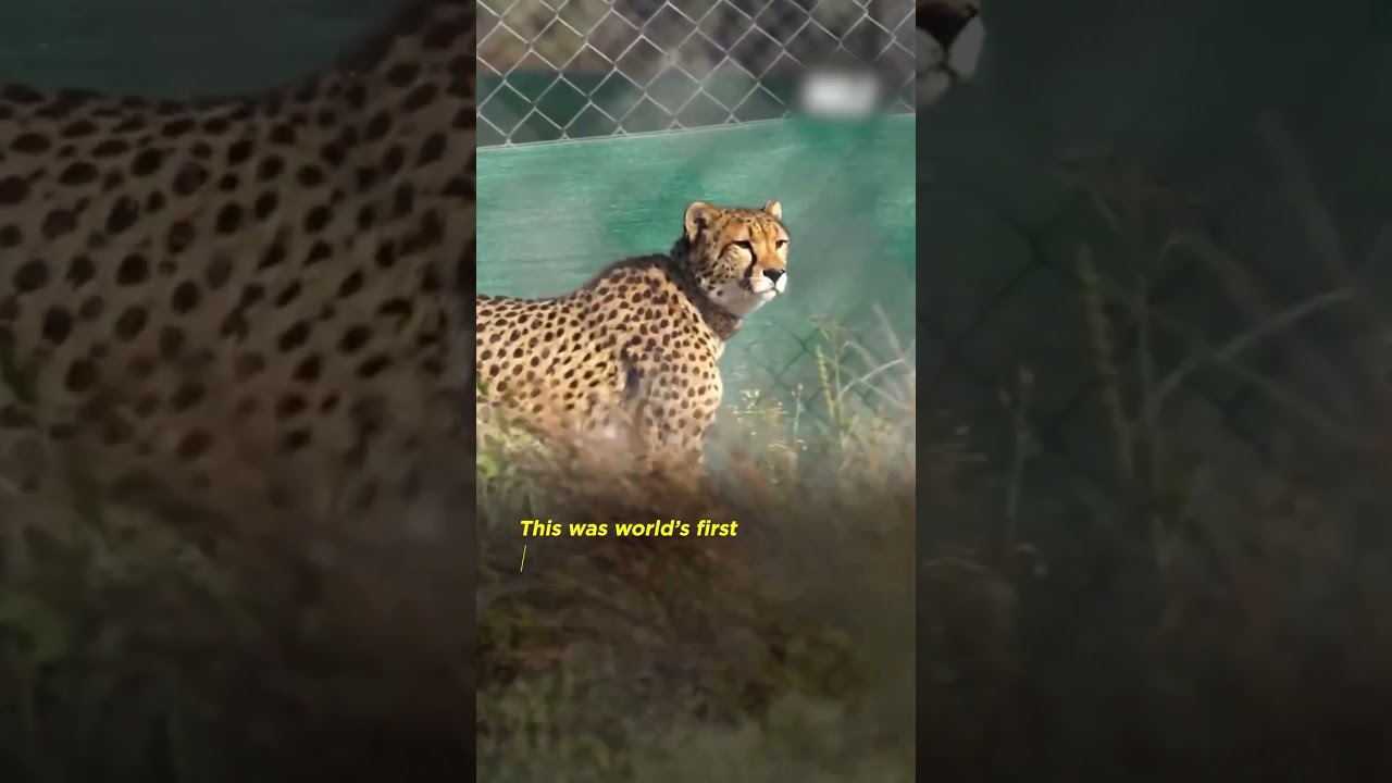 Project Cheetah: A Historic Comeback for India