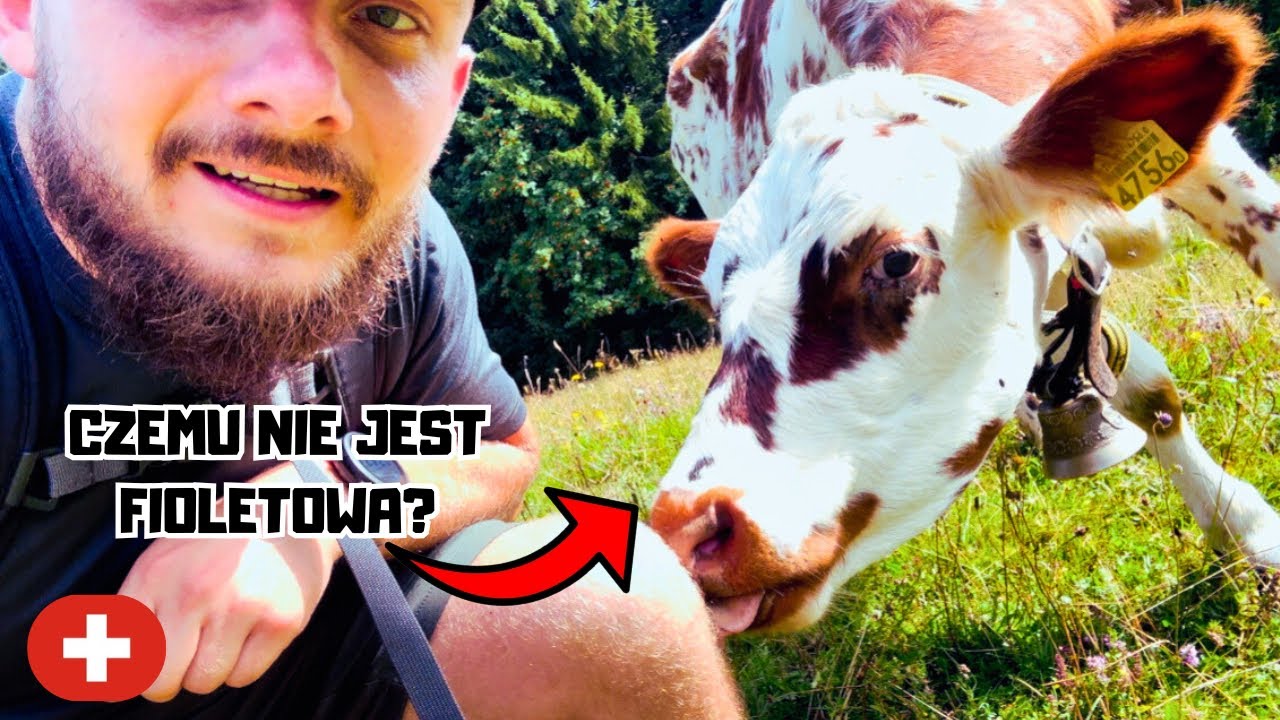 #55 Krówki które dają mleko na Milkę! Niesen - piękny szlak w Szwajcarii! 