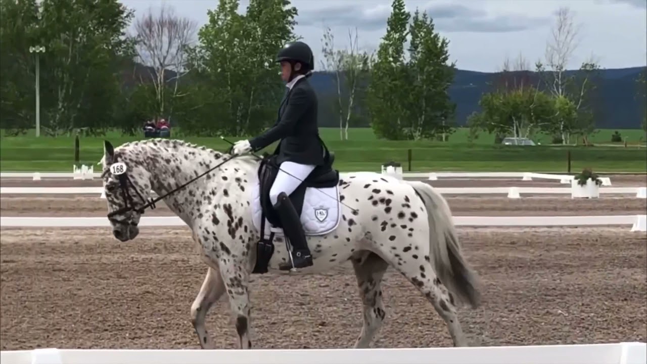 Knabstrupper gelding