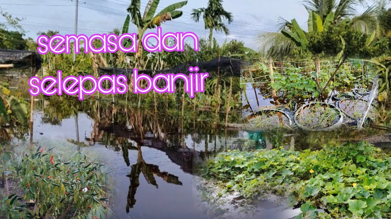 Bencana Alam‼️BANJIR‼️memusnahkan tanaman, semasa dan selepas banjir/sedih melihat hasil tanaman