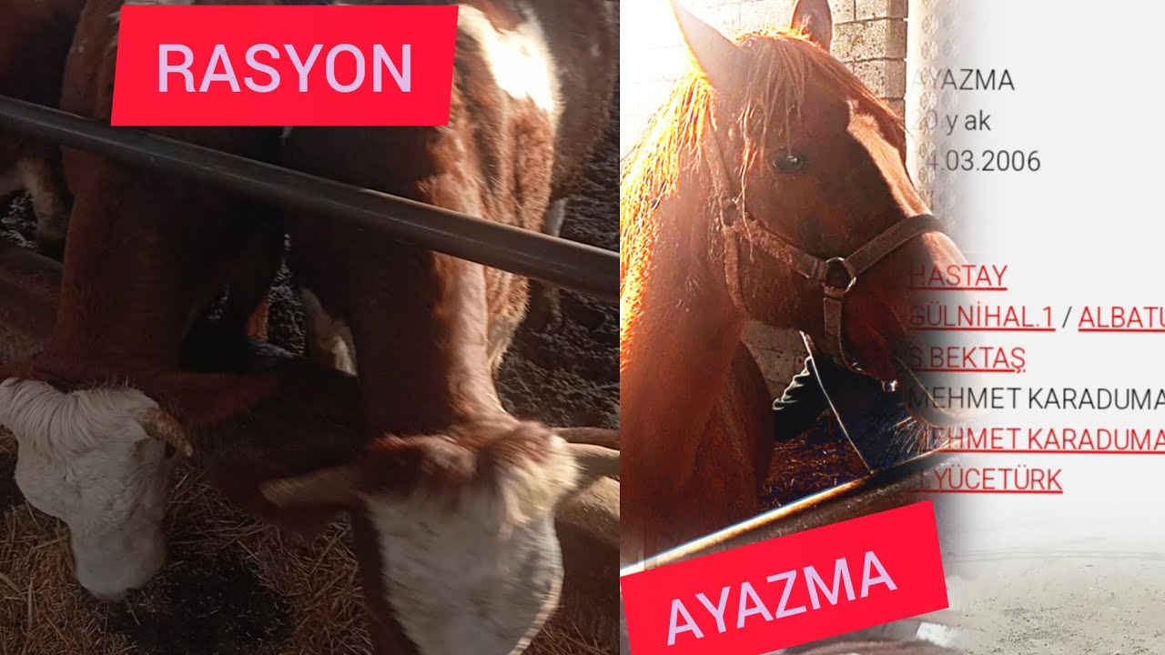 DÜVE RASYONU~YARIŞ ATINDA GÜZEL PARA VARMIŞ #yarışatı