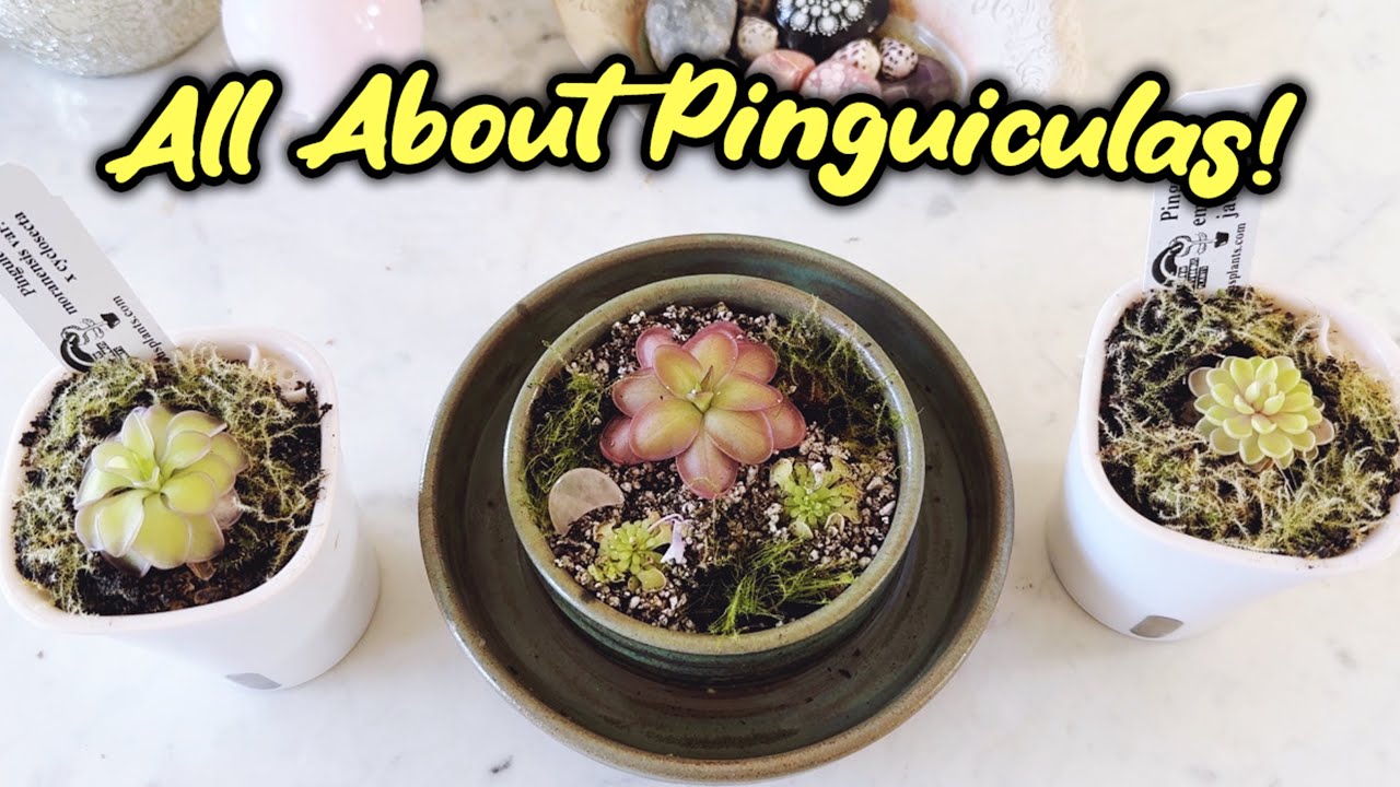 Everything You Ever Wanted To Know About Pinguiculas! | Pings & Care Tips | Potting-up Butterworts