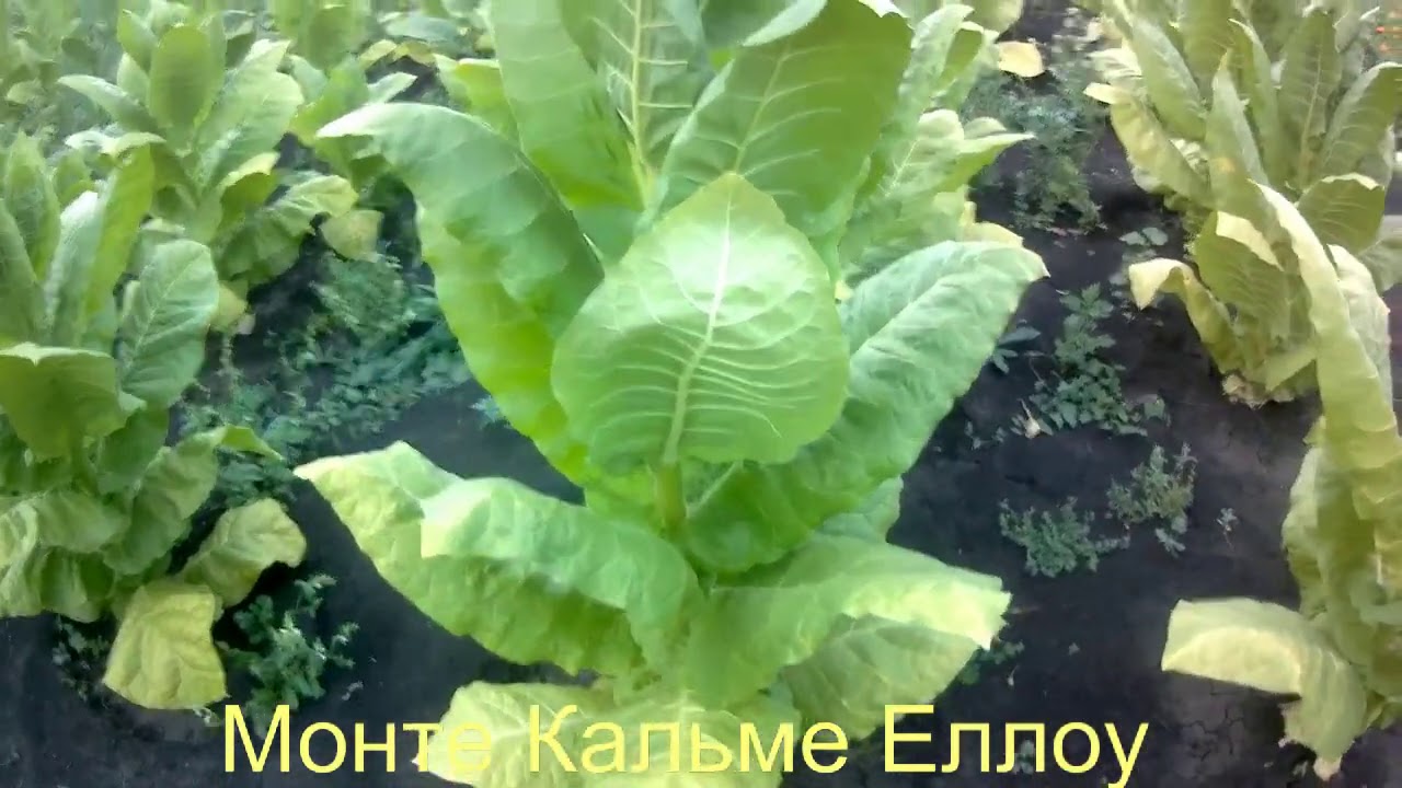 Обзор сорта Монте Кальме Еллоу