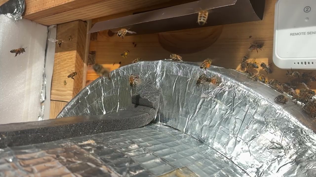 Haulin’ Pollen SLO-Mo Hour. Honey be Screen saver ?