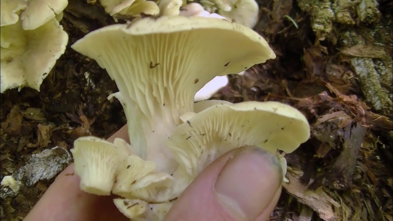 5 Wild Edibles of Summer that YOU CAN FORAGE!