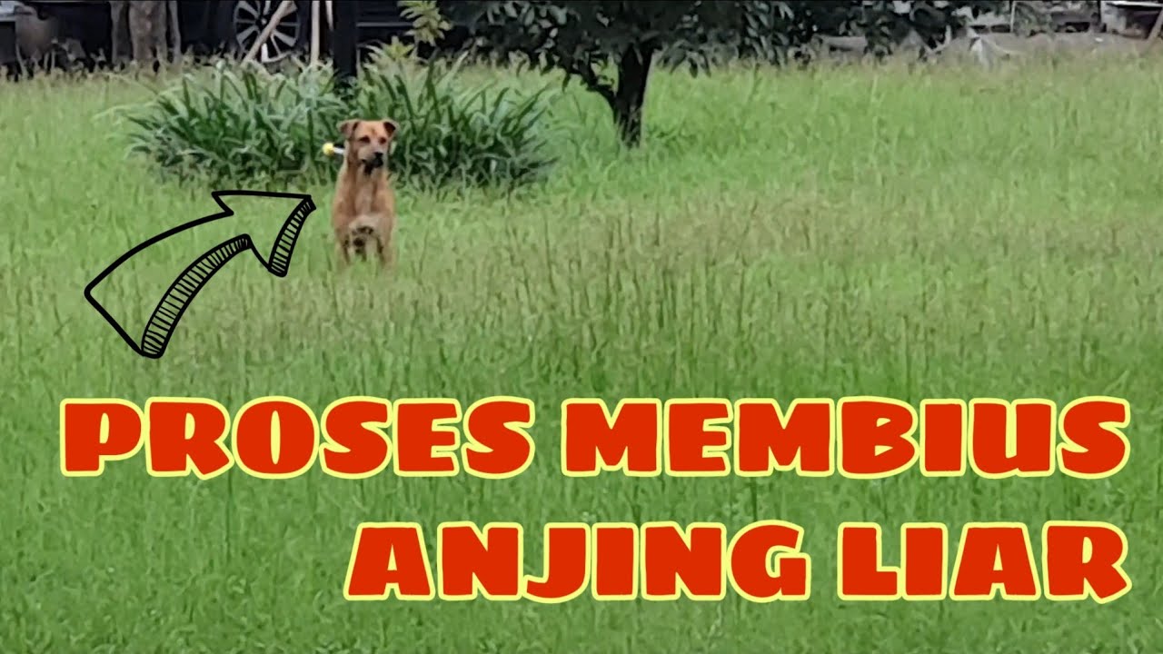 RESCUE : Membius Anjing Terlantar