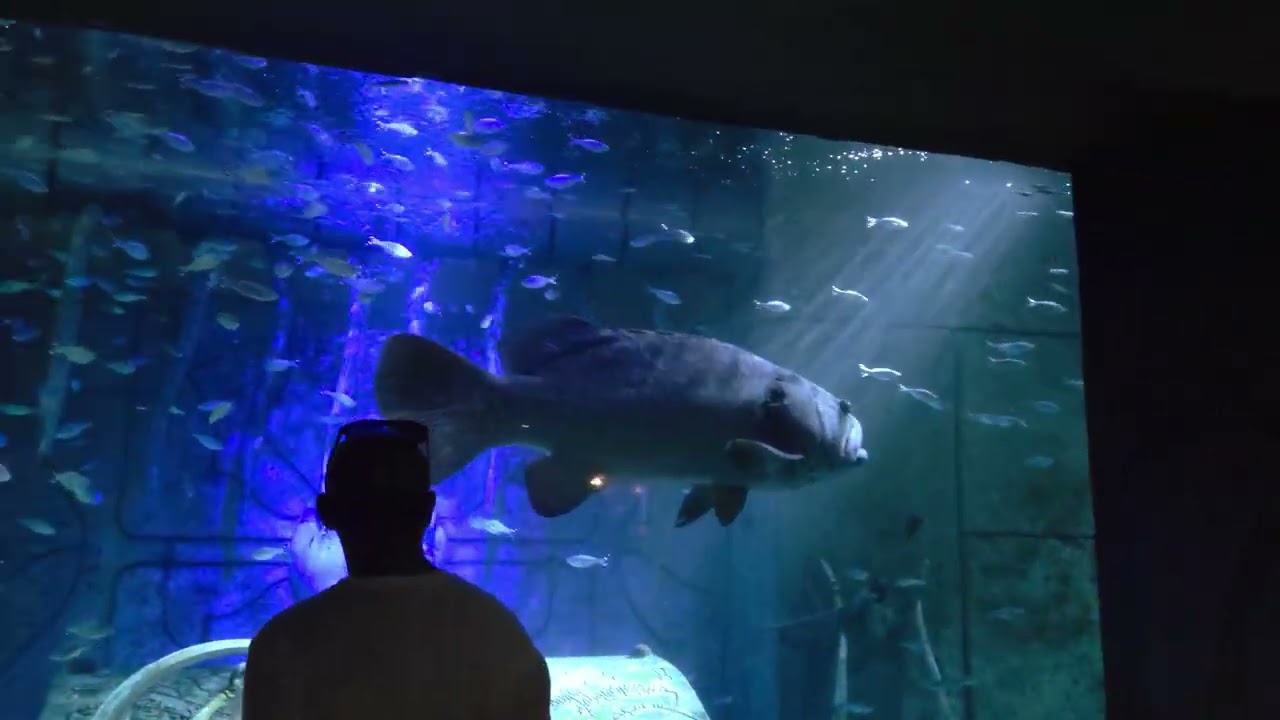 Aquariums for life 
