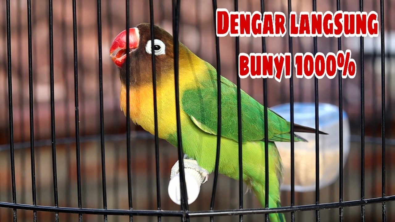 PANCINGAN LANGSUNG NGEKEK
