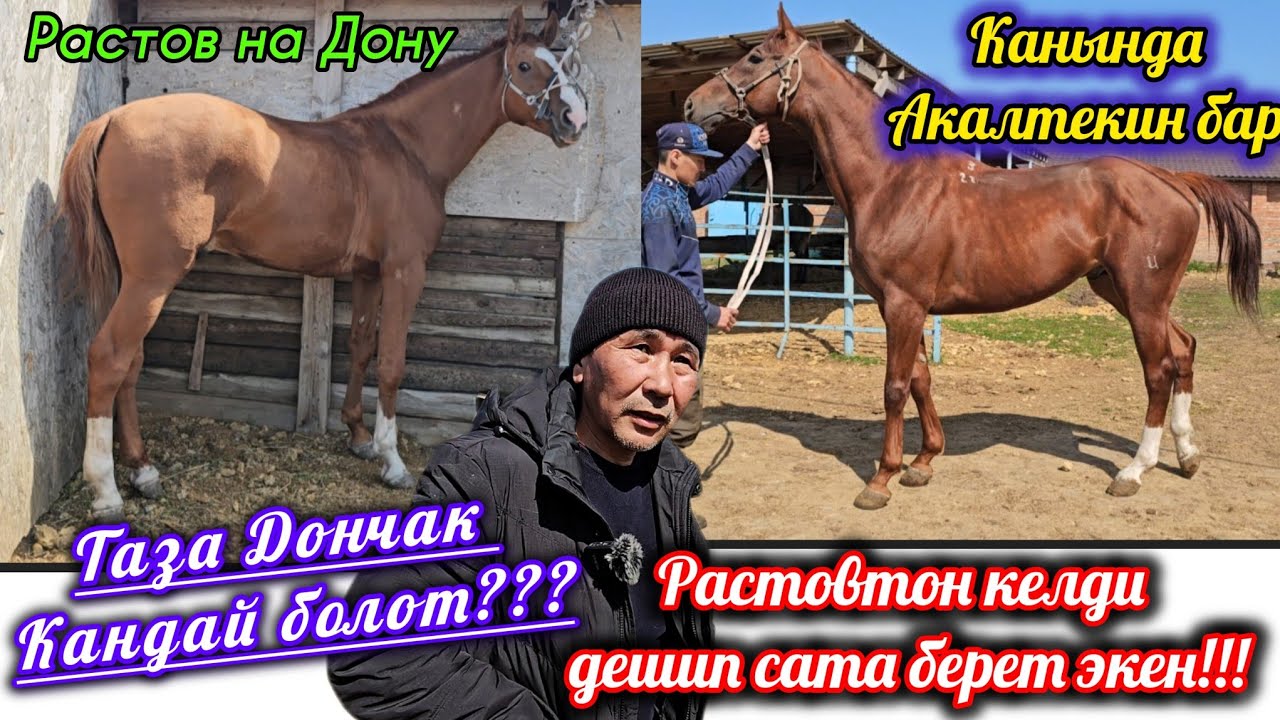 Үйүр үйүр жылкы кармаган Шамшидин аке. Көп аттар Кыргызстанга ушул жерден кетет 👆