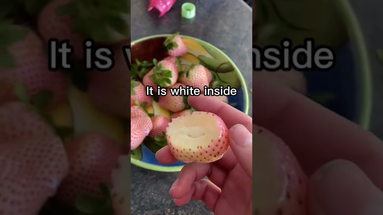 Trying pine berries for the first time