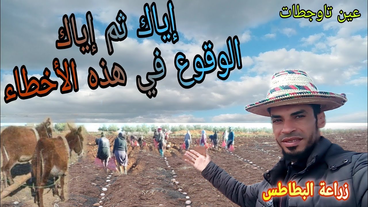 إستراتيجية زراعة البطاطس بالمغرب تطورات في عالم الفلاحة