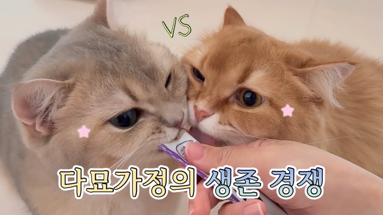 다묘가정의 일상 | 12마리 고양이의 냥생이 행복하려면?