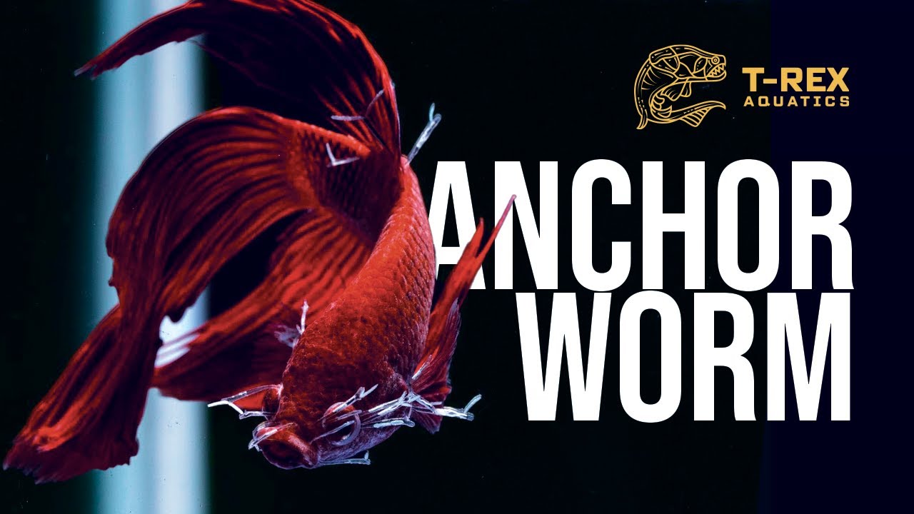 Fish diseases: Anchor Worm | ആങ്കർ വേം