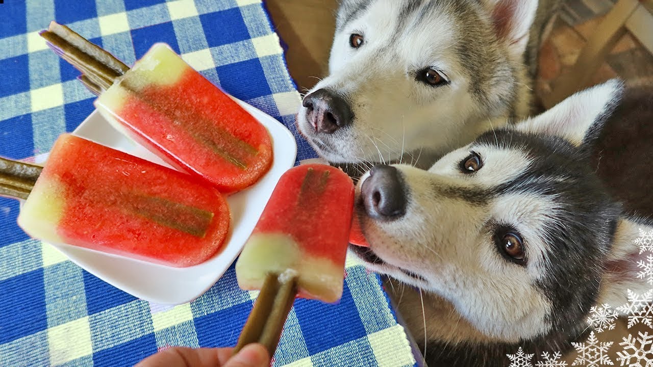 Watermelon Popsicle for Dogs 🍉 Frozen Dog Treats DIY