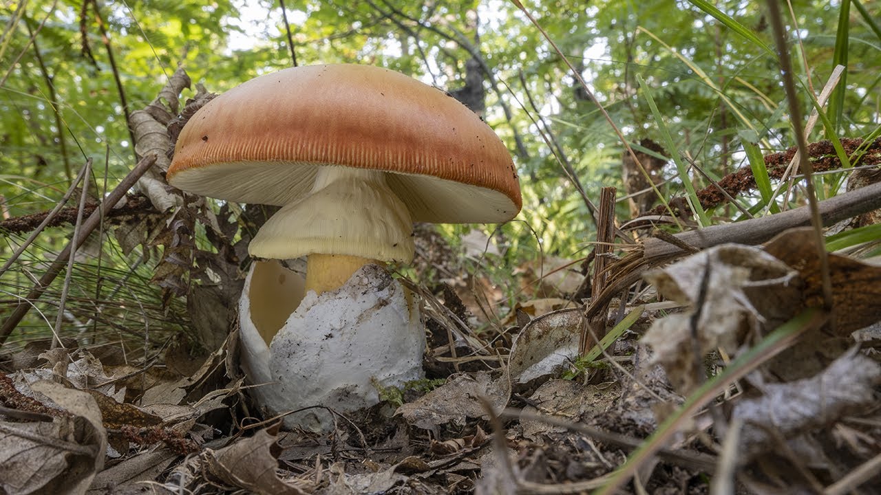 Funghi & Curiosità | La piana, il 
