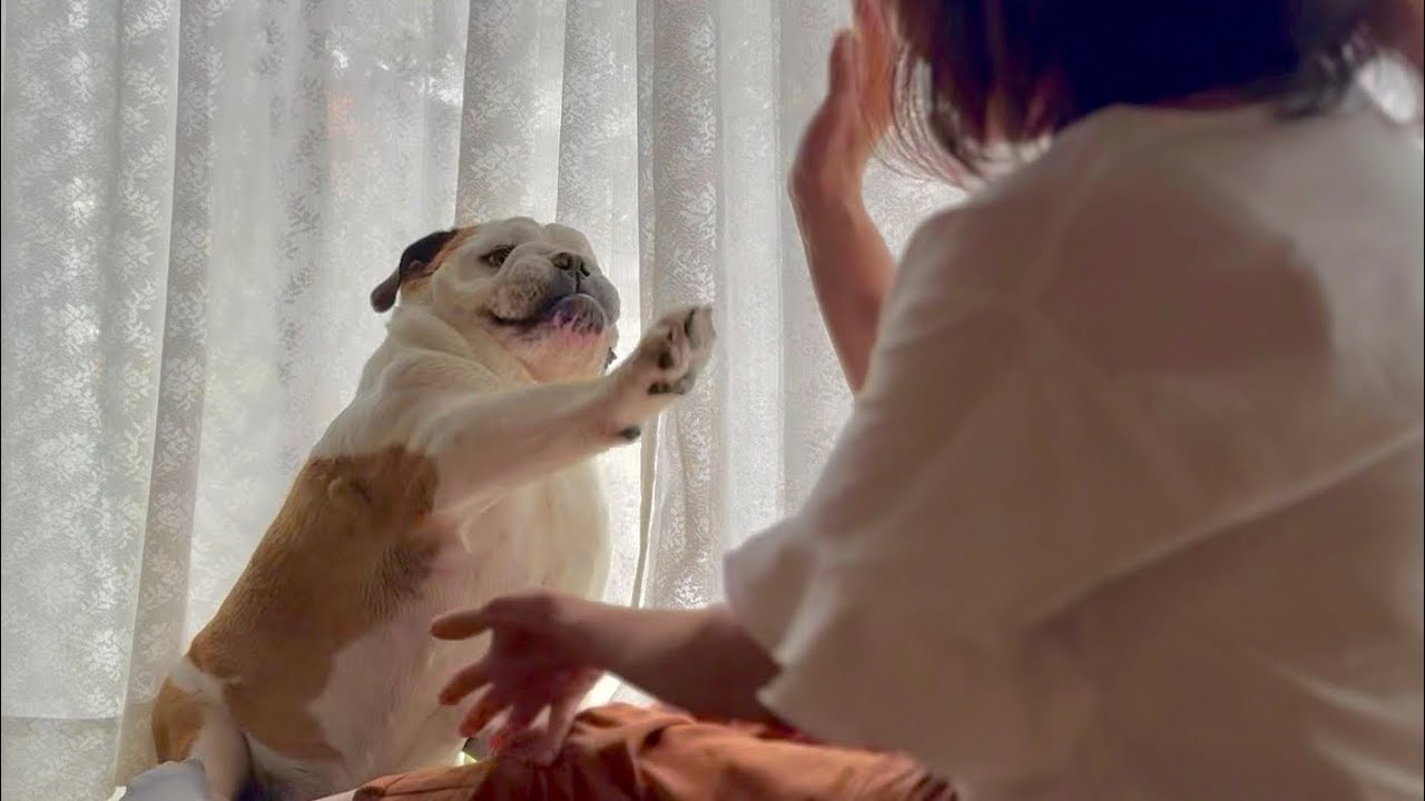 怒りながらお手するまめにツボったおばさん