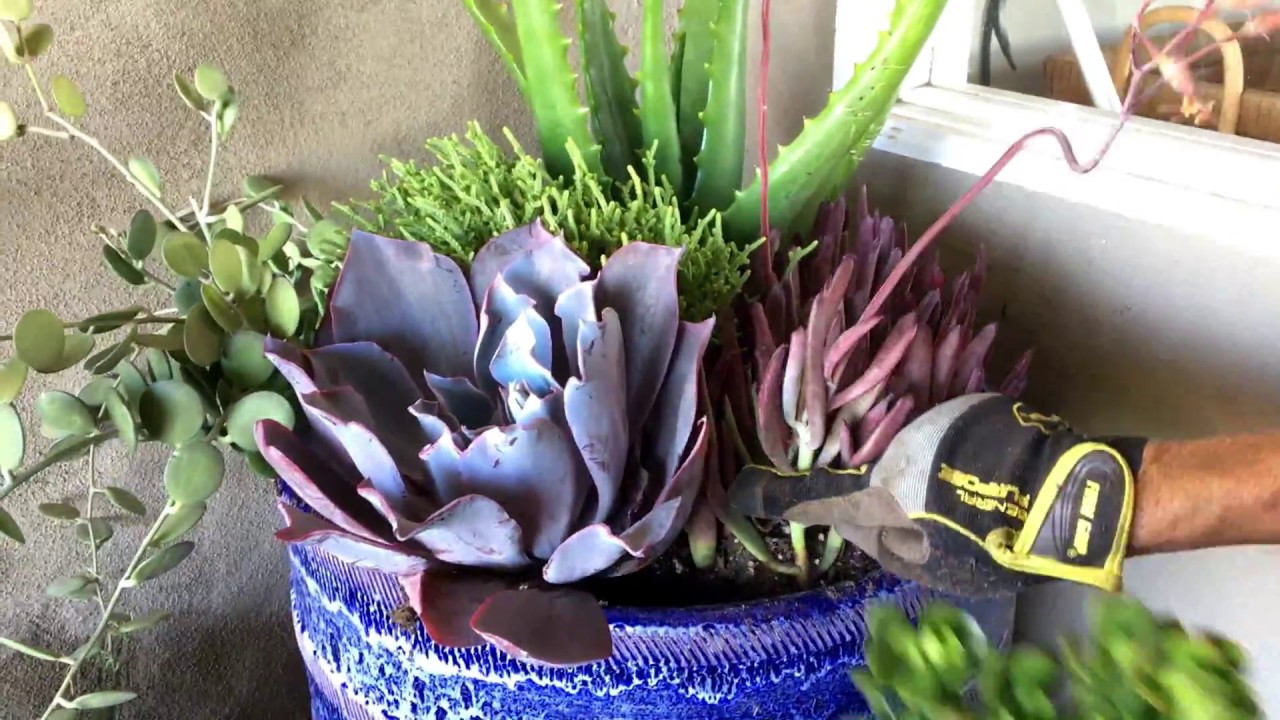 Full Shade Succulent Arrangement