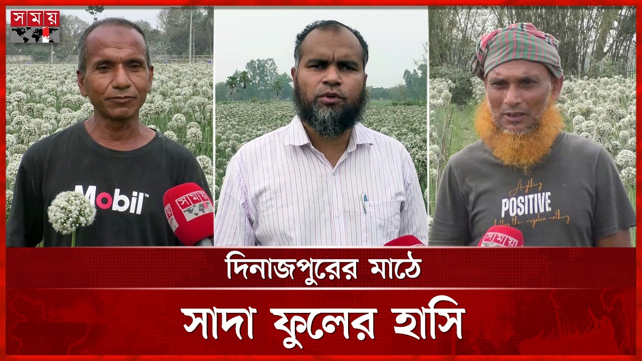 দিনাজপুরে বারি-৪ পেঁয়াজ বীজের বাম্পার ফলন | Onion Cultivation | Dinajpur | Somoy Agriculture