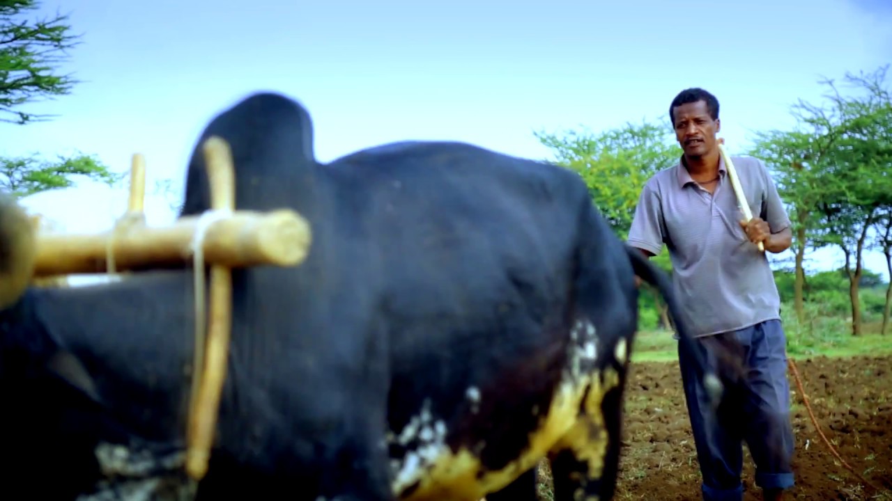 Woyyoo Yaa Sangaa Dhabaa : Dagim Mekonnen New song 2017