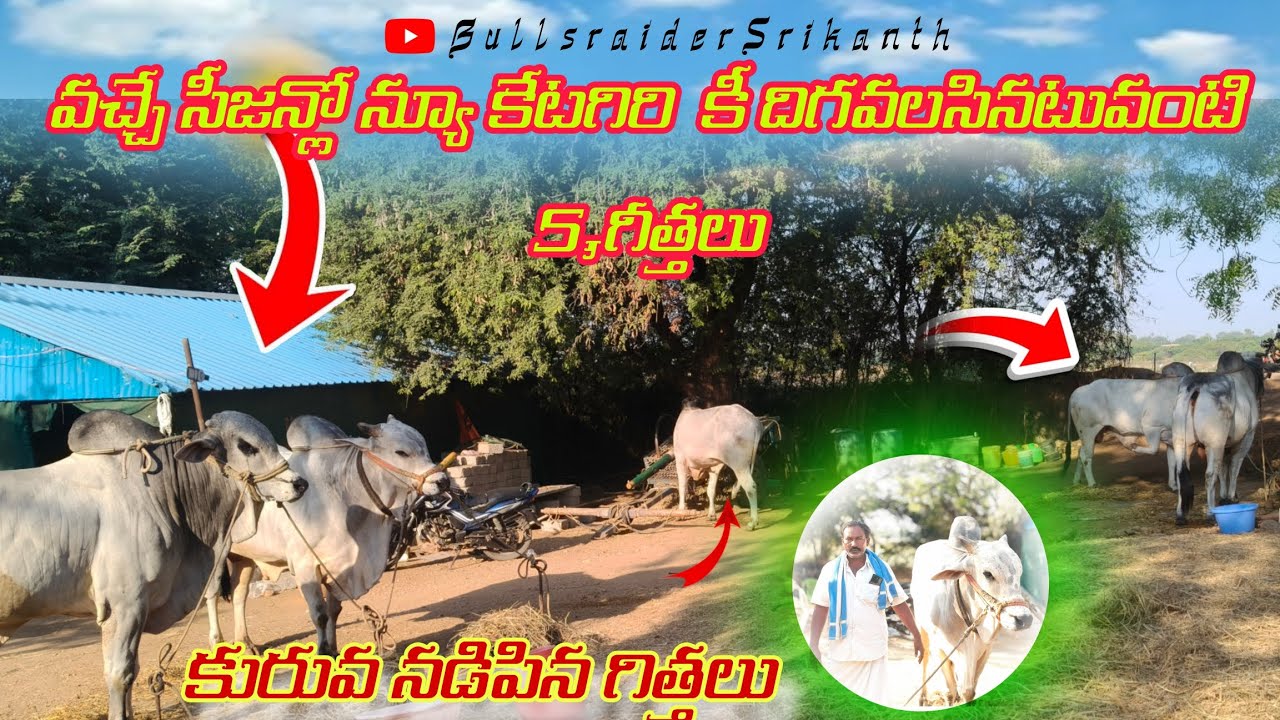 వచ్చే సీజన్లో న్యూ కేటగిరి  కీ దిగవలసినటువంటి గీత్తలు ||కుర్వ నడిపన్న వెంకటాపురం💥 వారి గీత్తలా షెడ్ 