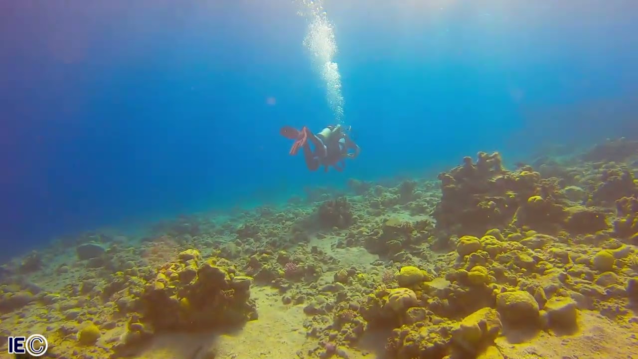 11-2024 - Diving. Red Sea