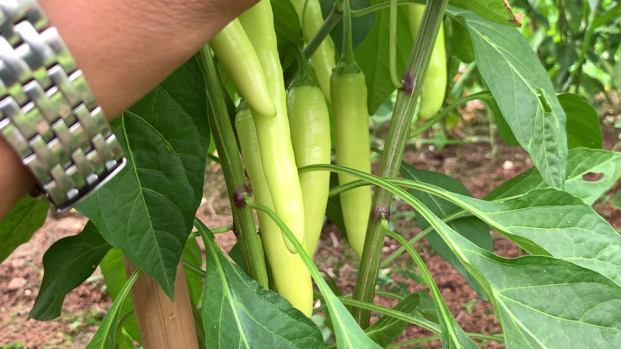 African yellow pepper 67 days old from planting time