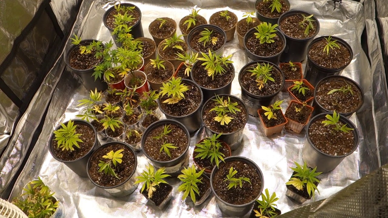 NEW INDOOR GARDEN SETUP NEW GROW SERIES