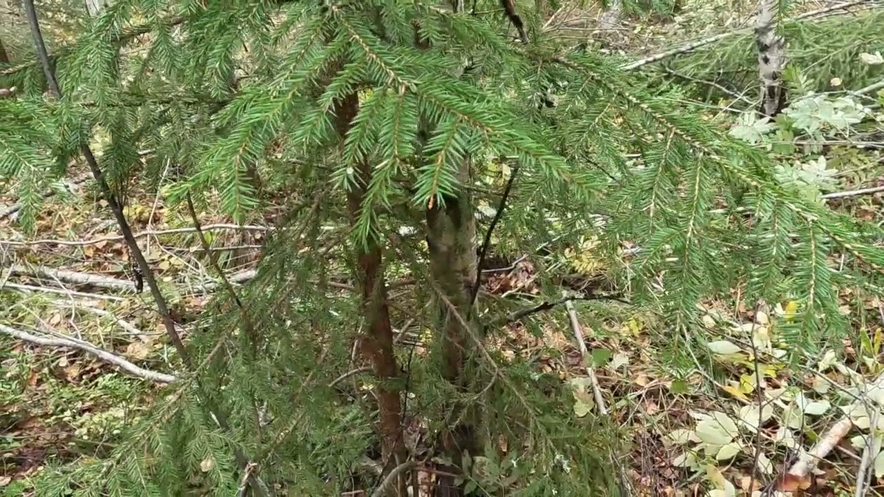 Ensiharvennus mets&auml;n ennakkoraivausta ennen hakkuukoneen tuloa