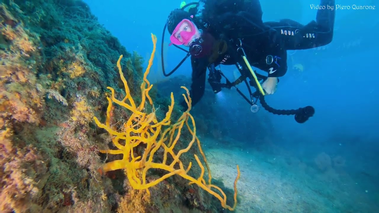 Immersione tra i pesci dell'Isola Gallinara 4K