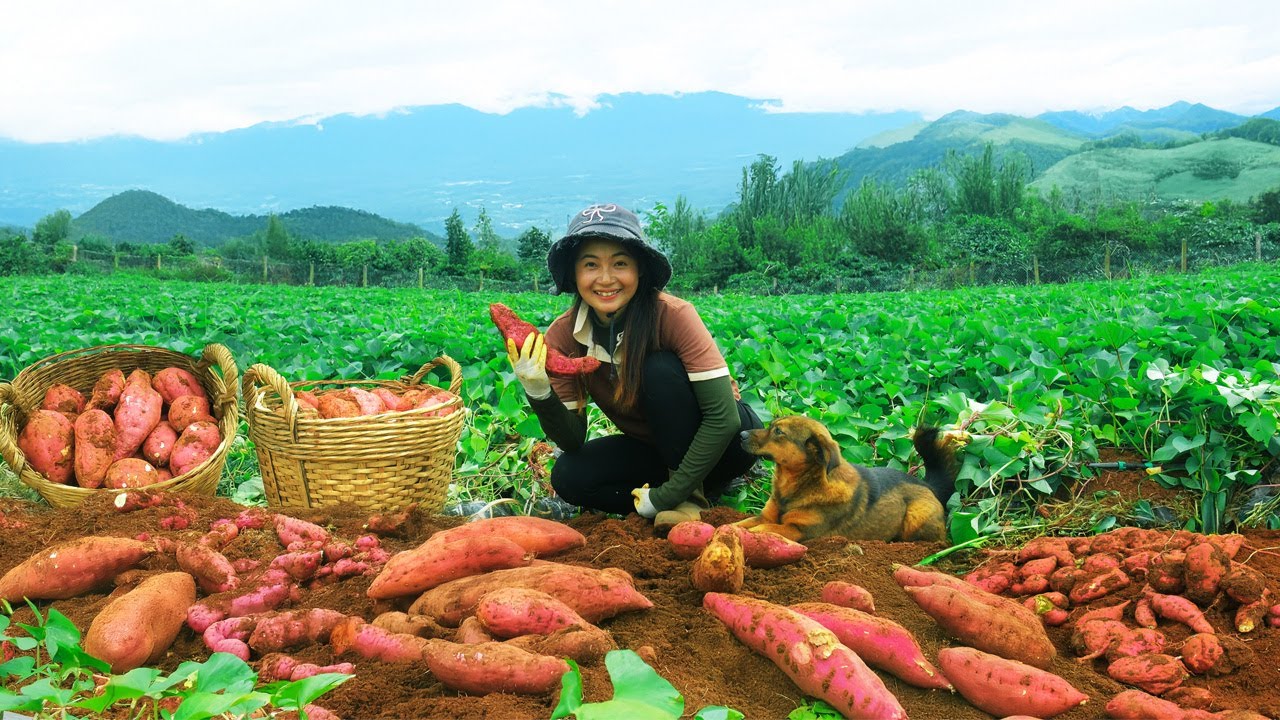 Harvest Sweet Potatoes Goes To Market Sell, Take Care Of Animals, And Garden.