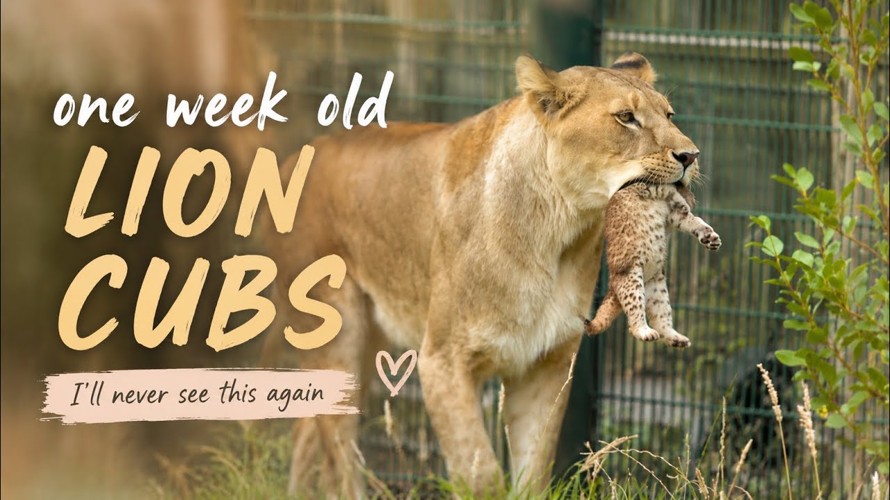 I&rsquo;ll Probably Never See Lion Cubs This Young Again 