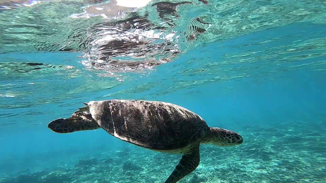 奄美大島：ヤドリ浜でウミガメと一緒に泳いできました