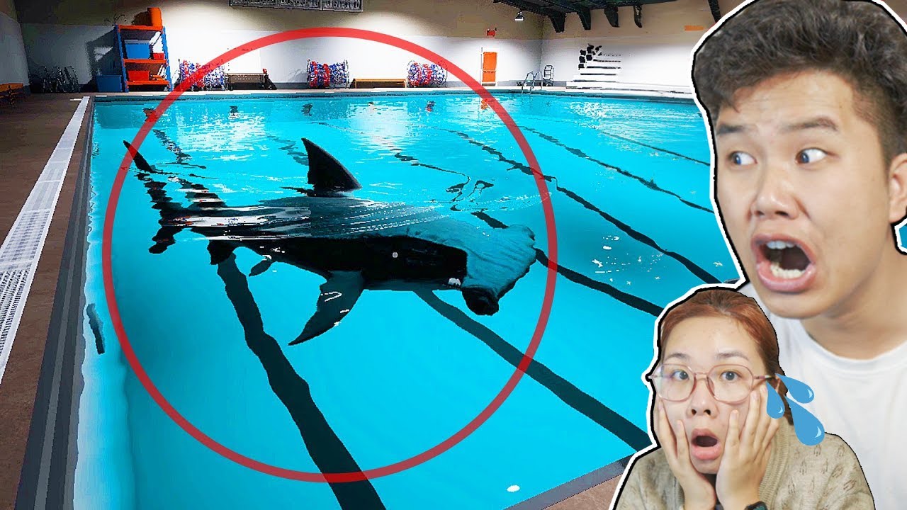 NỖI SỢ HỒI NHỎ. Có 1 con CÁ MẬP trong HỒ BƠI ! bqThanh & Ốc Chơi Sharks And Minnows