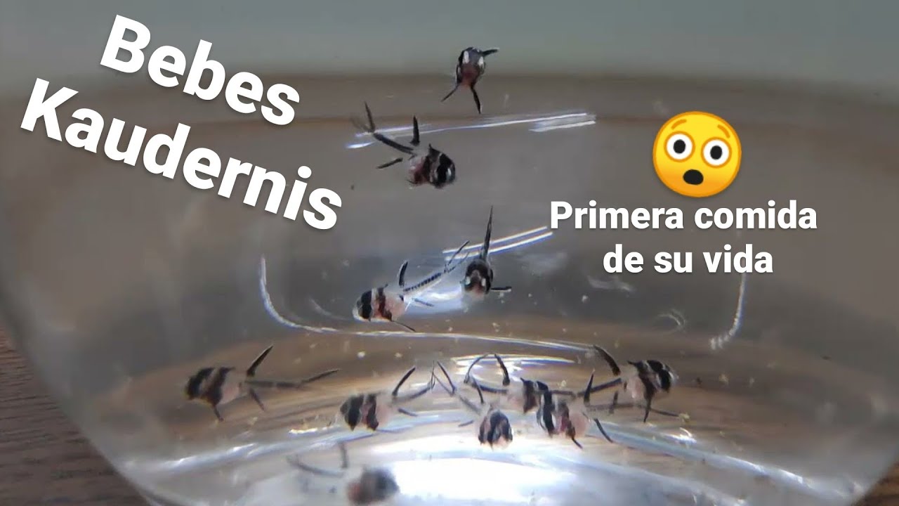 CRIAS de KAUDERNI recien sacadas de INCUBADORA