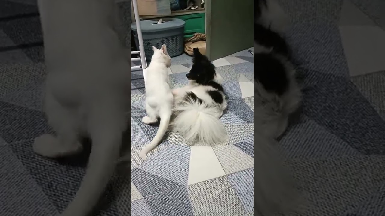 hukhuk & clekclek
