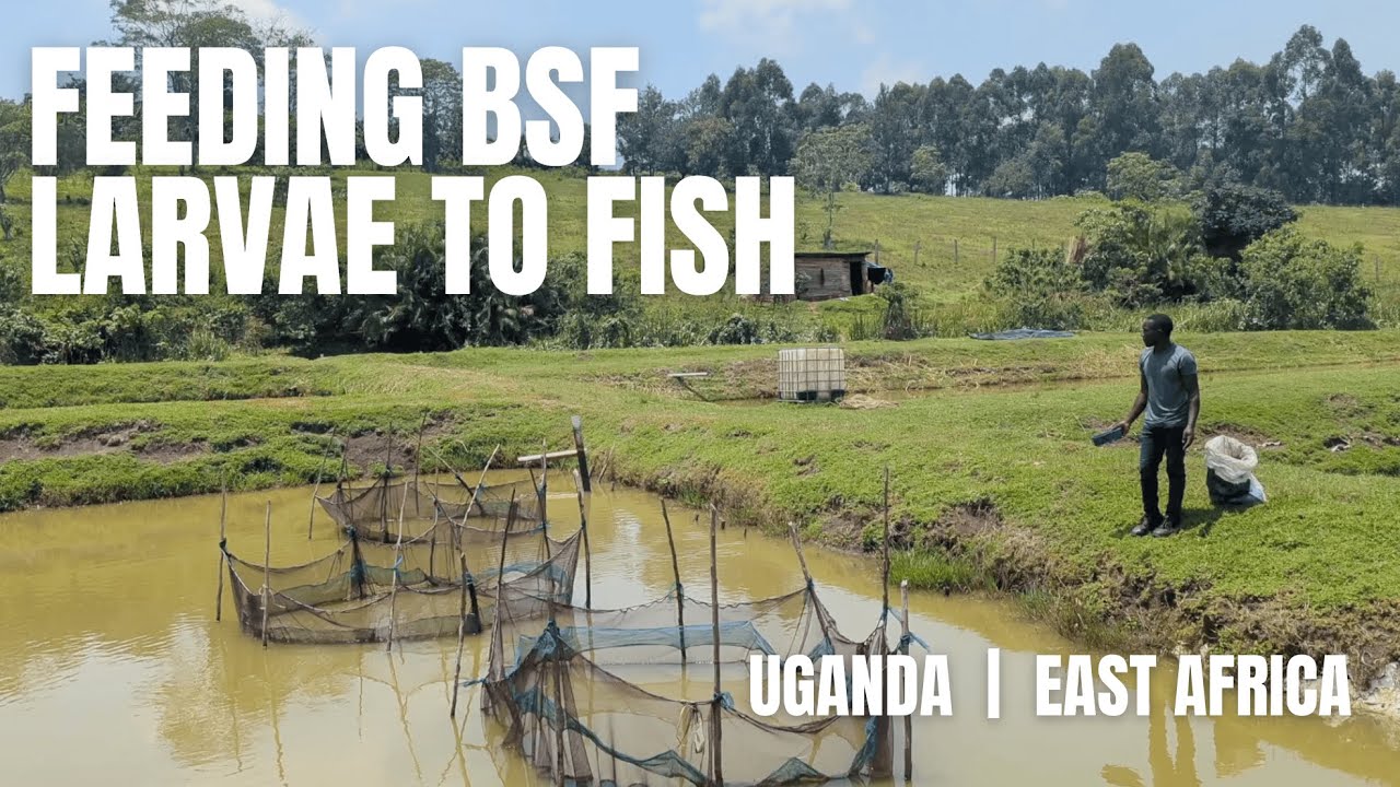 Feeding BSF Larvae to fish
