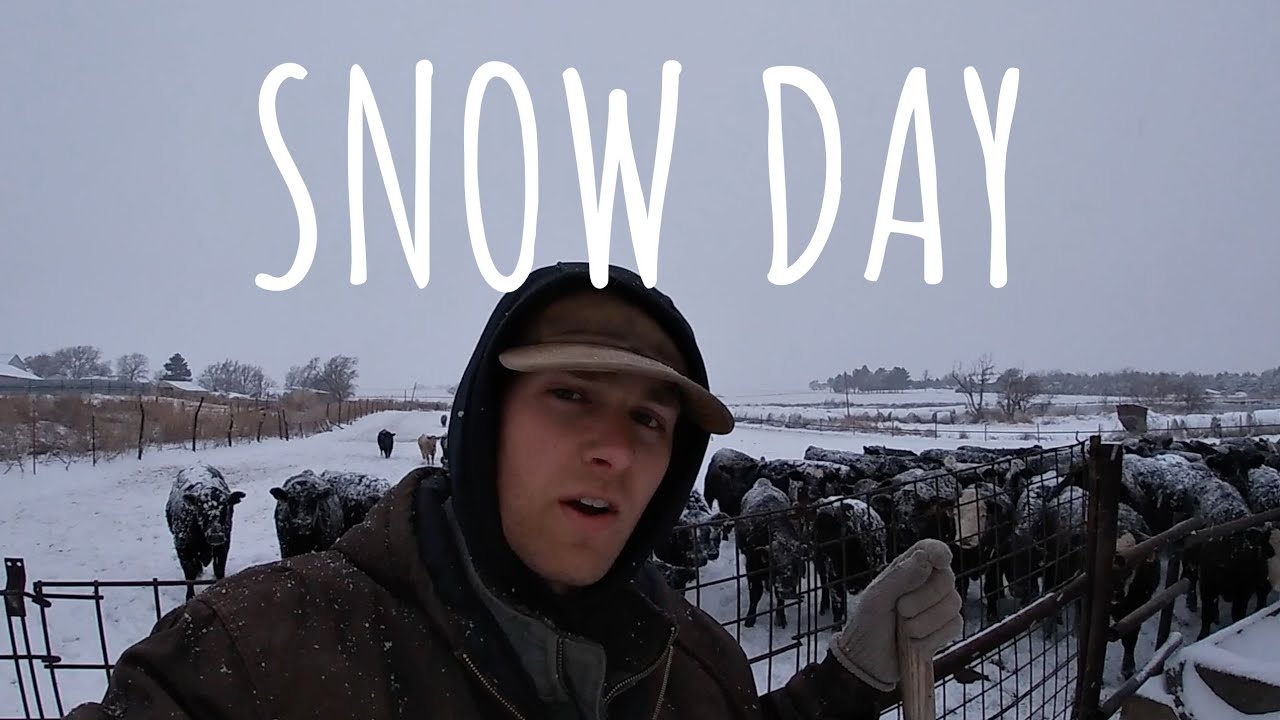 Feeding Cattle in a Winter Wonderland! (SNOW DAY)